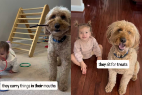 adorable dog and toddler video