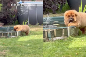 funny dog video