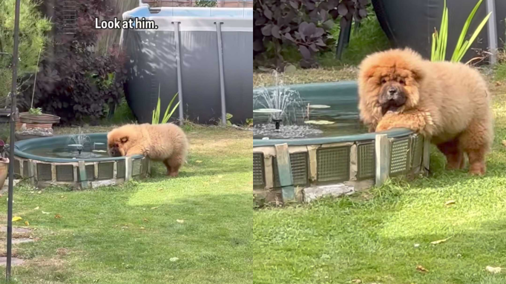 funny dog video