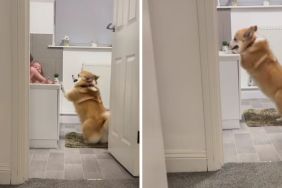 Corgi toddlers video