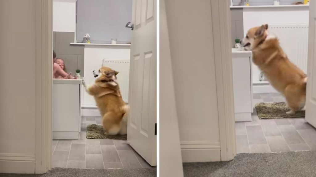 Corgi toddlers video