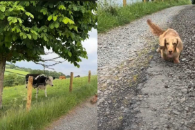 adorable dog and cow video