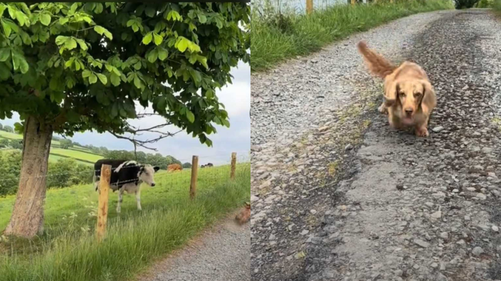 adorable dog and cow video