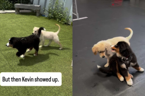 Adorable puppy video