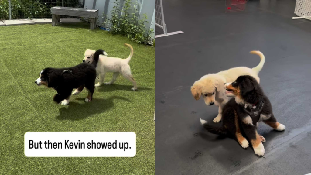 Adorable puppy video