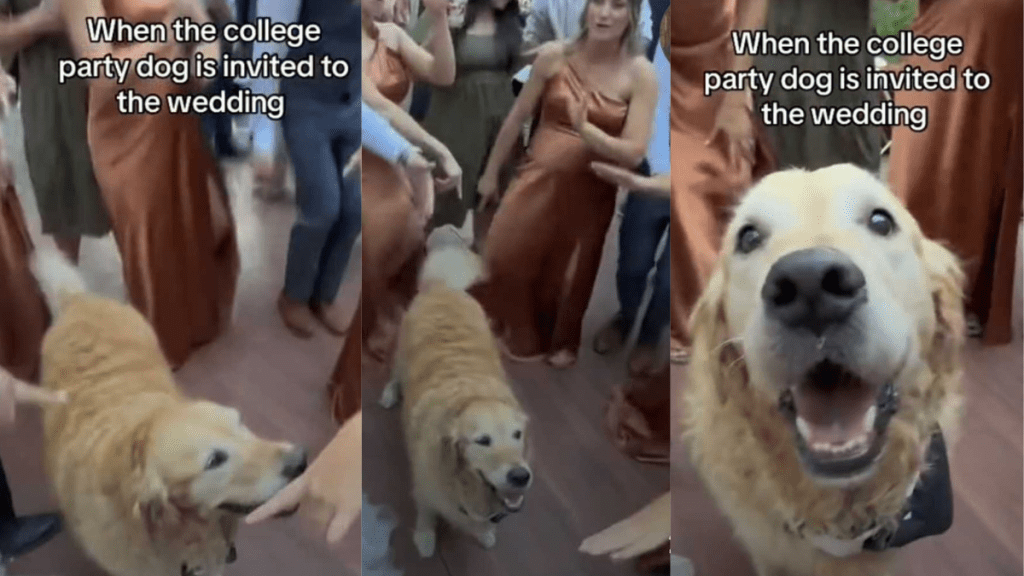 adorable dog video