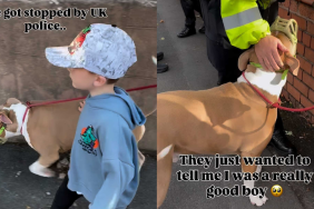 adorable dog video