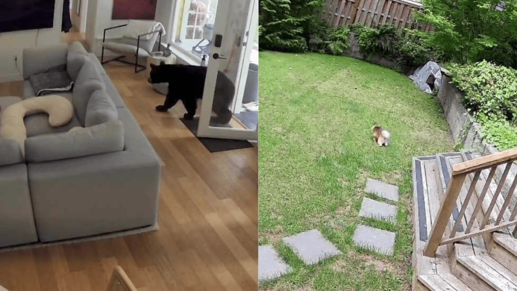 brave puppy and bear video