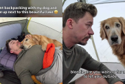 adorable dog video