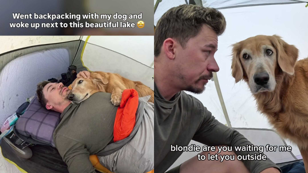 adorable dog video