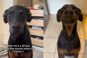 Adorable dog video