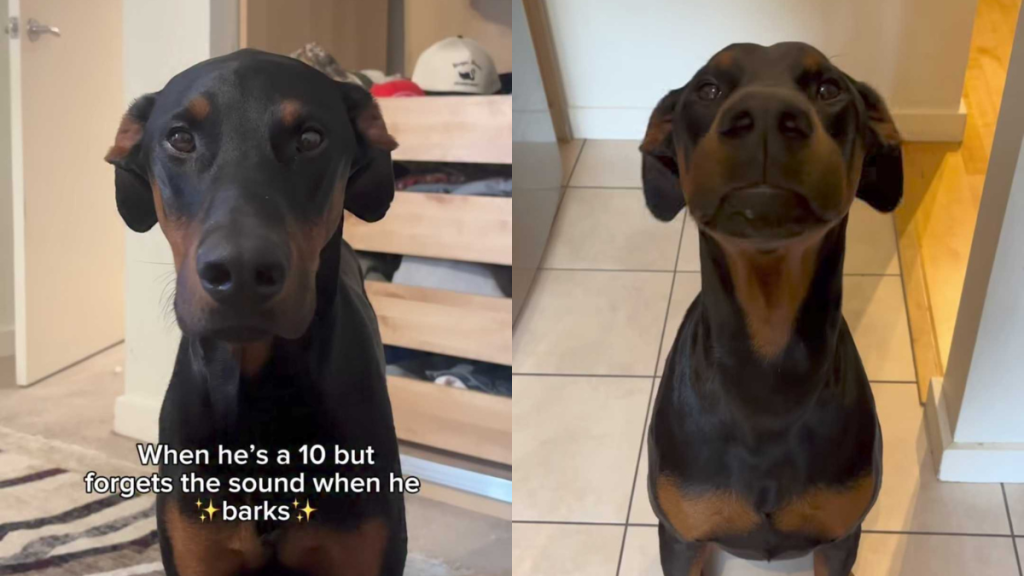 Adorable dog video