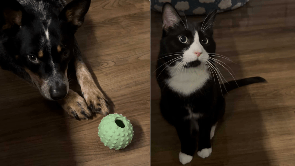 Adorable dog and cat video
