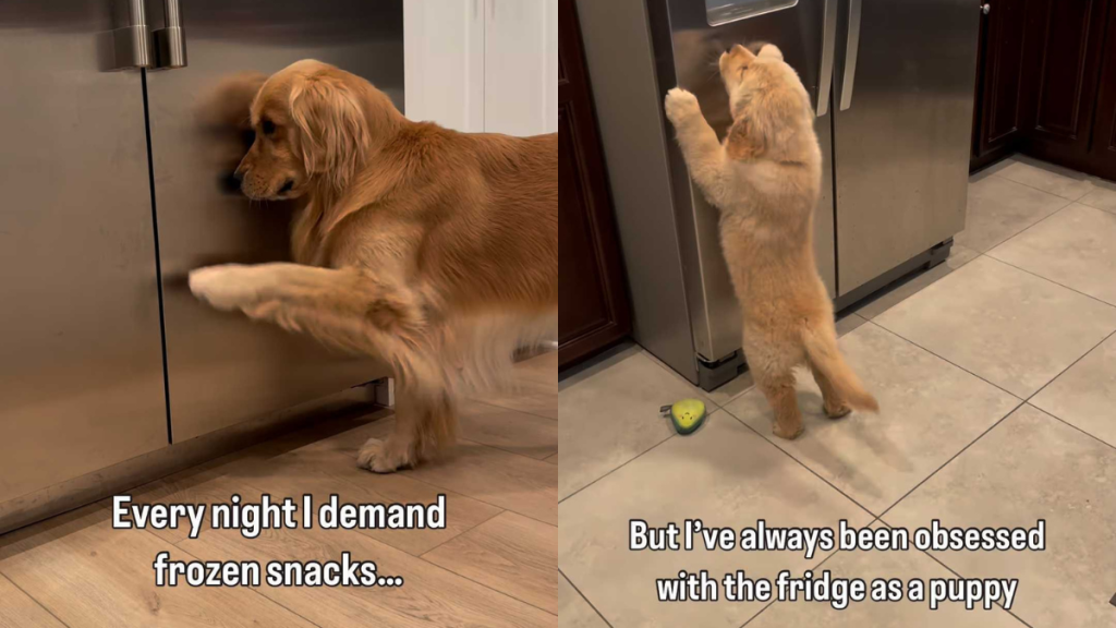 Adorable dog video