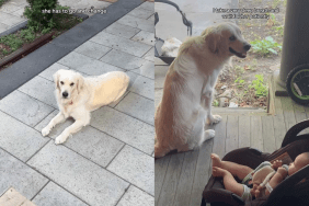 Adorable dog video