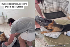 Adorable rescue puppy video