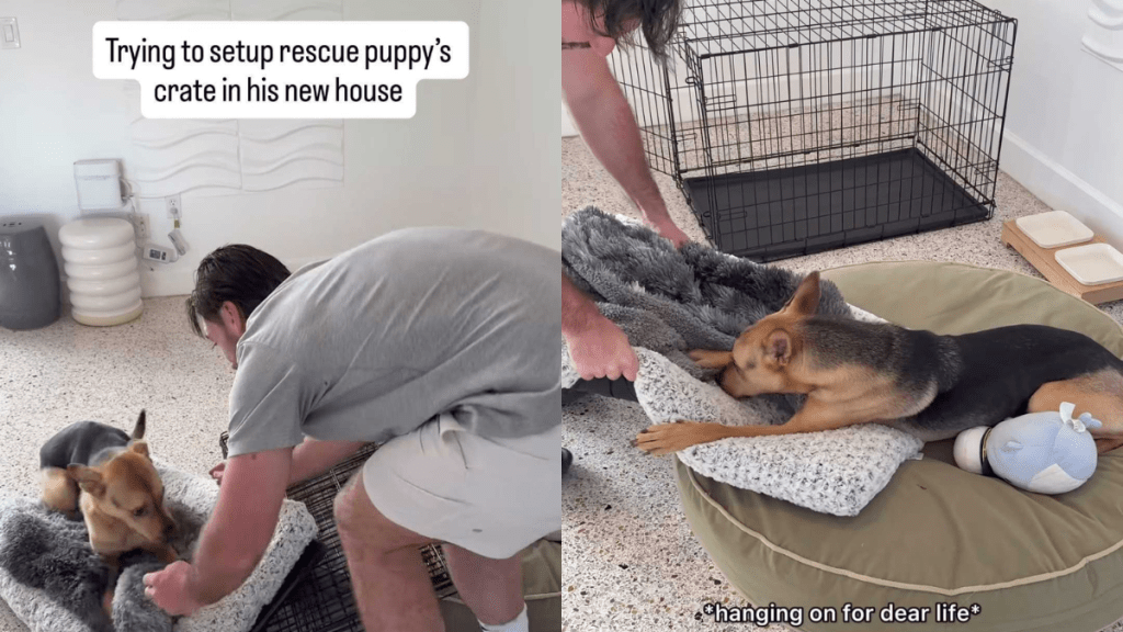 Adorable rescue puppy video