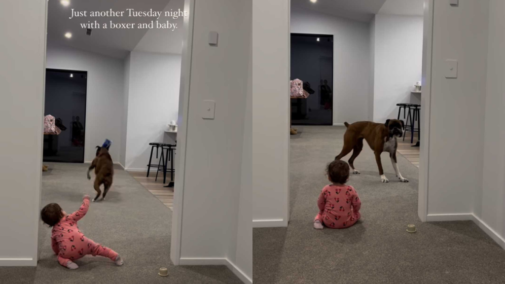 Adorable dog and baby video