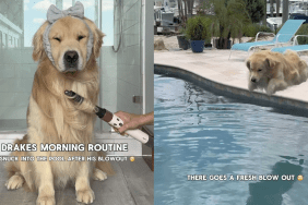 Funny dog video