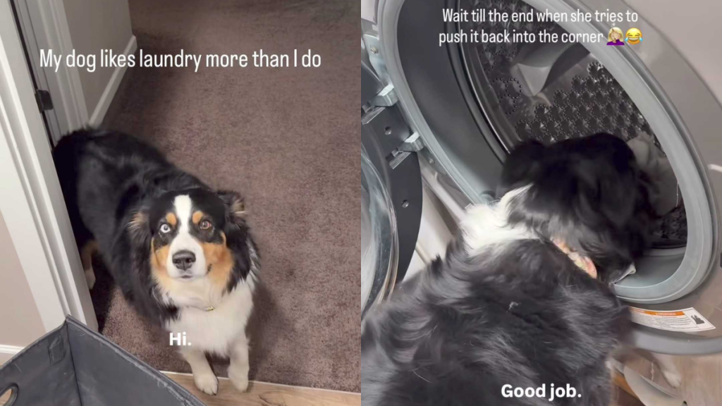Adorable dog video