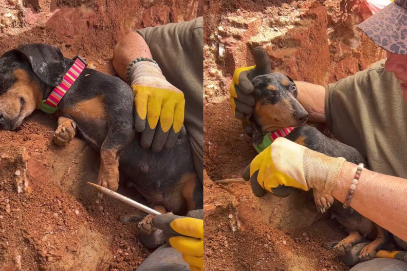 Adorable dog video