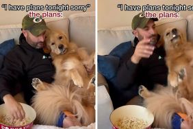 Golden Retriever popcorn video
