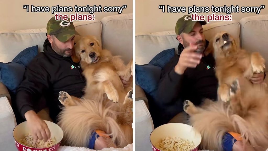 Golden Retriever popcorn video