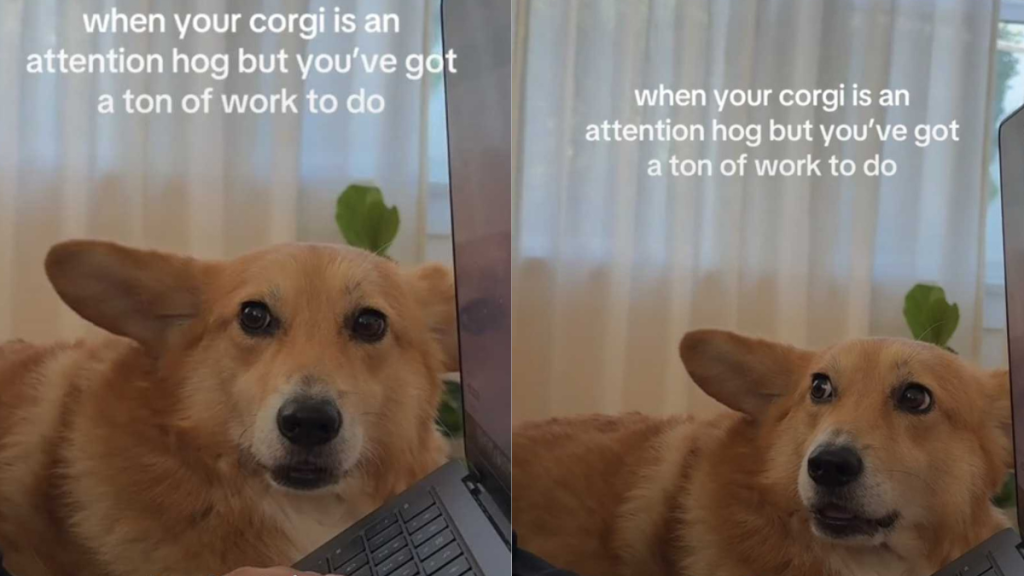 Funny dog video