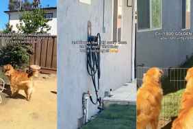 Golden Retrievers intruder video