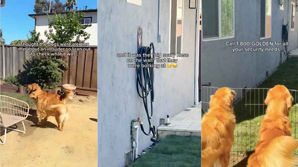 Golden Retrievers intruder video