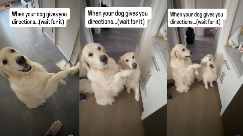 Golden Retriever directions video
