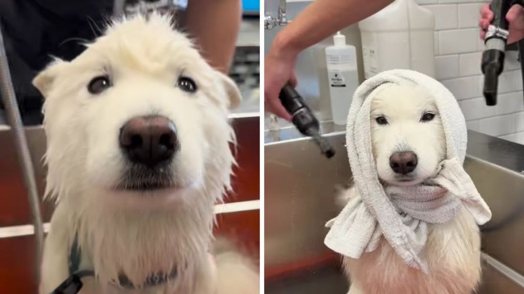 Samoyed wash video