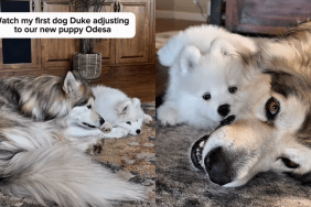 Adorable dog and puppy video