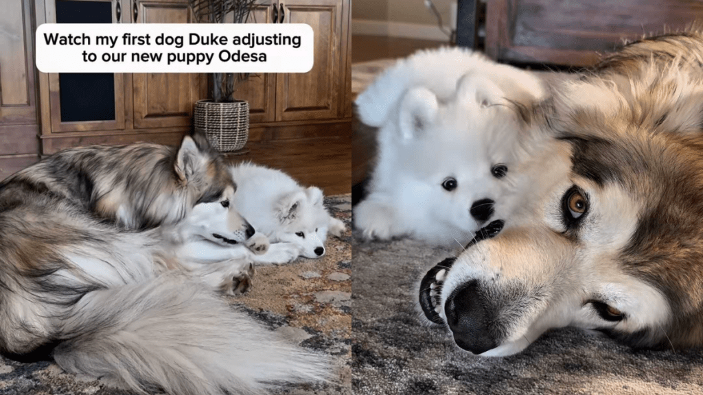 Adorable dog and puppy video
