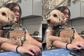 Adorable dog video