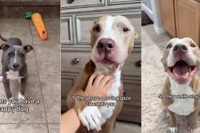 Pit Bull video