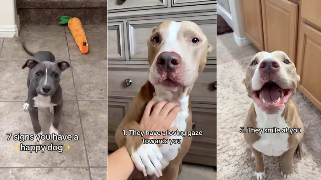 Pit Bull video