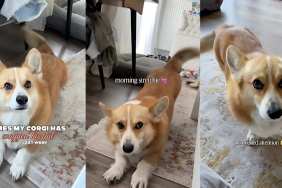 Corgi tail video