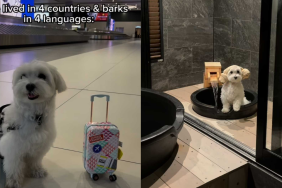 Adorable dog video