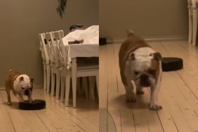 Bulldog vacuum cleaner video