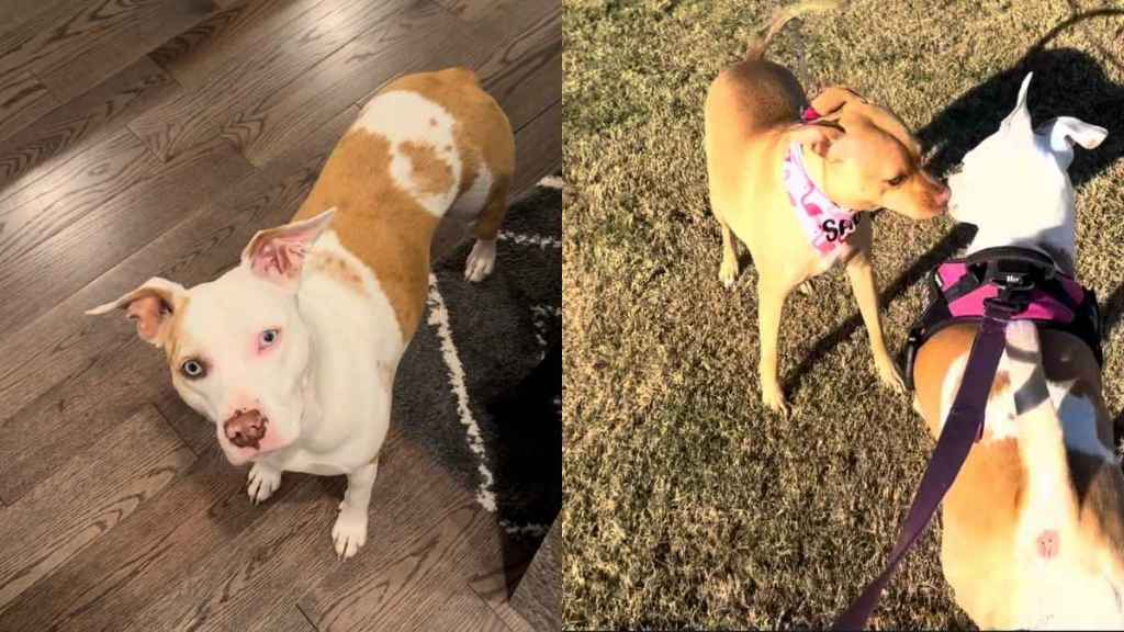 Deaf dog daughter reunion video