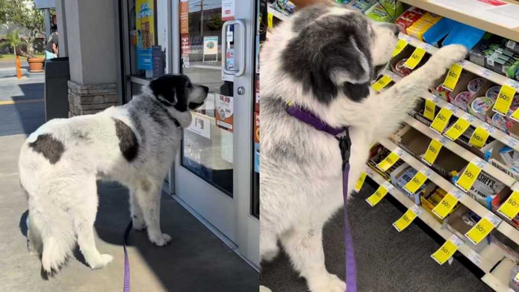 Great Pyrenees treats video