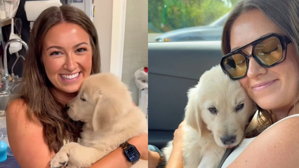 Golden Retriever puppy video