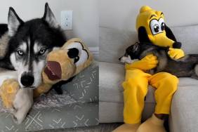 Husky Pluto video
