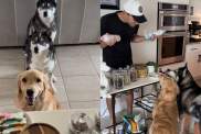Dog pack pup cup video