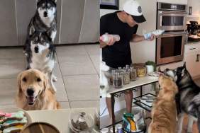 Dog pack pup cup video