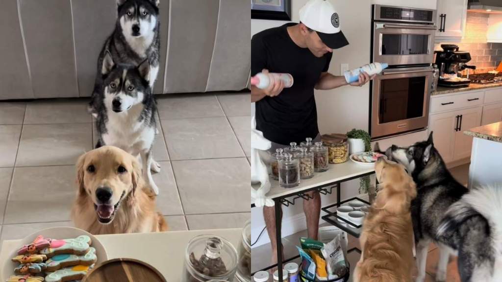 Dog pack pup cup video
