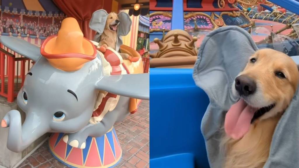 Dog amusement park video