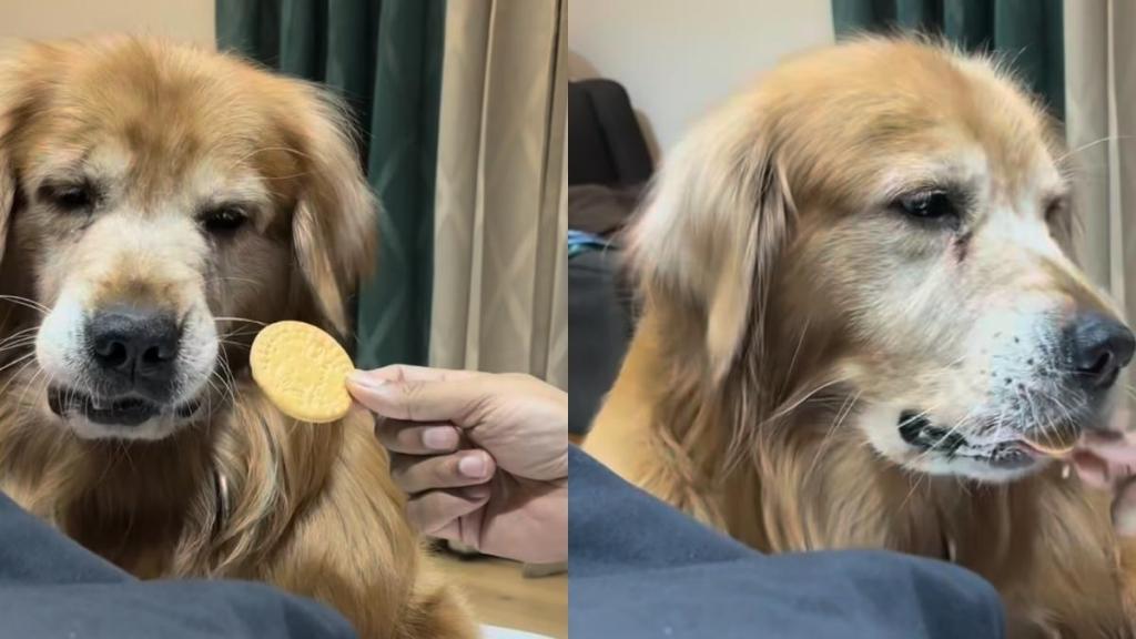Golden Retriever biscuit video