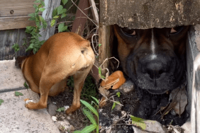 dog fence video